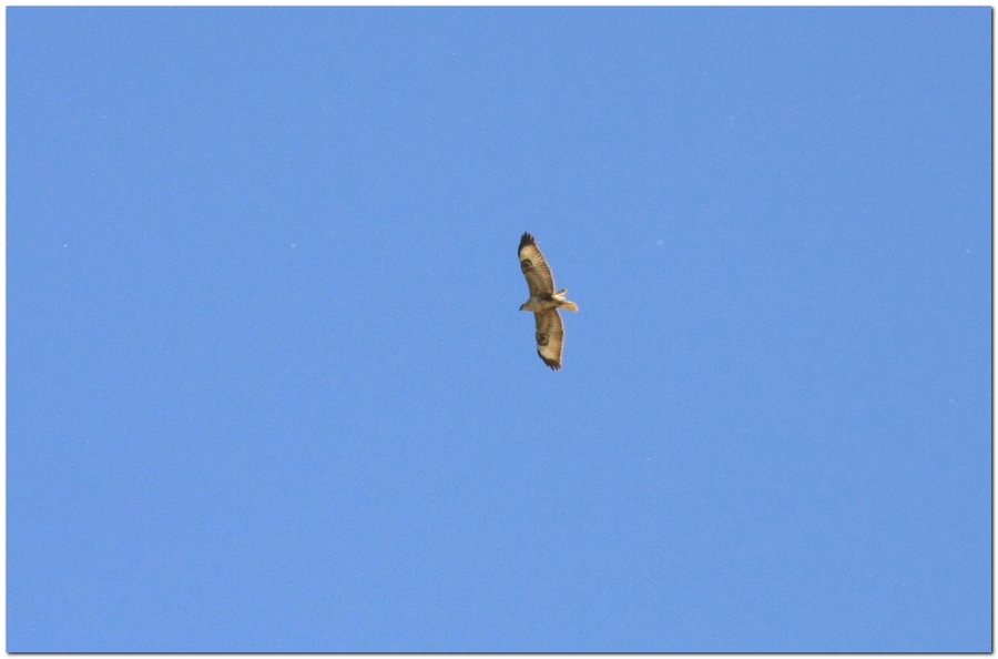 la mia prima Poiana codabianca (Buteo rufinus)